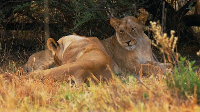 Lions In 4K 10 Bit Color - African Wild Animals - 5 HRS