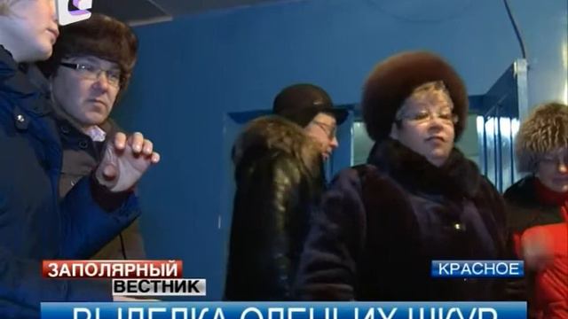 В Красном засолили первые 50 оленьих шкур смотреть онлайн