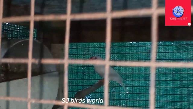 40 pair finches farm visit part-1 Black cheek, Florida fancy, java,penguin / tamil / SJ Birds Worl смотреть онлайн