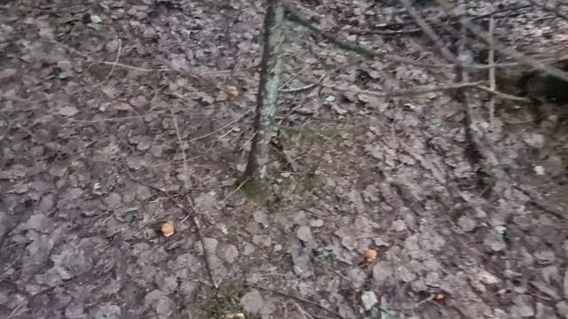 За грибами! Много ПОДОСИНОВИКОВ - малышей. Несмогли их оставить в лесу смотреть онлайн