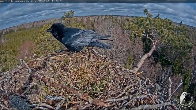 31.03.2019. Первая скопа в гнезде и "охрипший" ворон ) смотреть онлайн