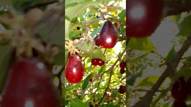 Урожай кизила.