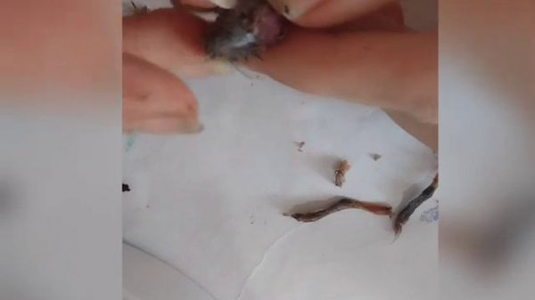 zoouri5 Остеология скелет мыши как делать скелет мыши