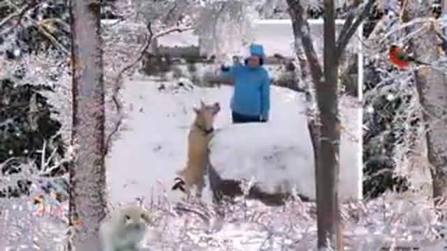 Собака Нора смотреть онлайн