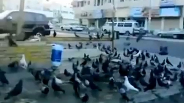 Испугали птичек, называется смотреть онлайн