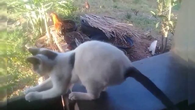 Cat vs dogs смотреть онлайн