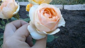 Rose Genevieve Orsi/Роза Женевьев Орси. Jackson & Perkins. МОЯ ПЕРВОГОДКА. Июль 2022 год.