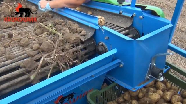 Уборка картофеля комбайном Krukowiak Pyrus | Potato harvesting with the Krukowiak Pyrus combine смотреть онлайн