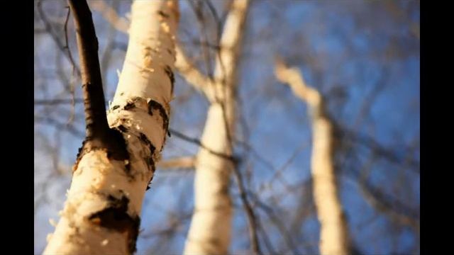 Белая береза и в Китае береза смотреть онлайн