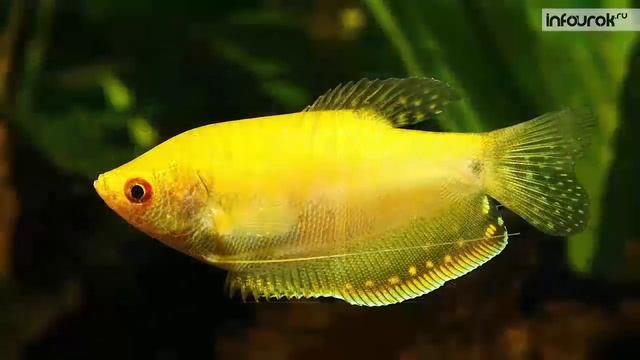 Водоемы смотреть онлайн