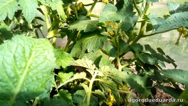 Сорт томатов Дрова Показываю куст, как обильно он цветет и какие плоды растут смотреть онлайн