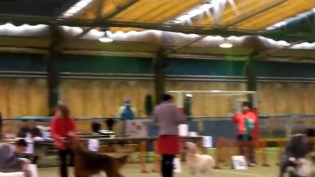 HAL basset hound --- Saitama-higashi Club dog show, Mar.7, 2010 group to final match смотреть онлайн