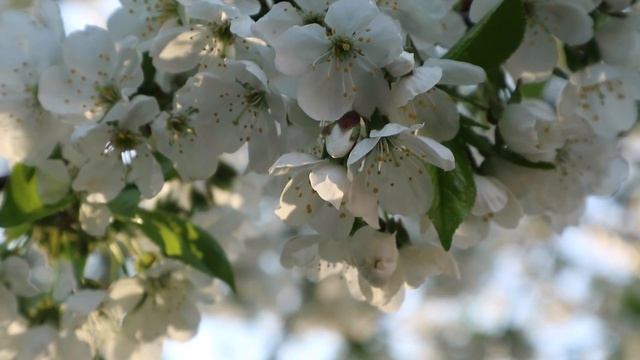 Cherry blossoms | Цветение вишни | Stunning Cherry Blossom Relaxing смотреть онлайн