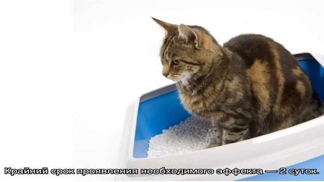 Дюфалак для кошек: дозировка при запоре