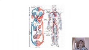Кровеносная система человека