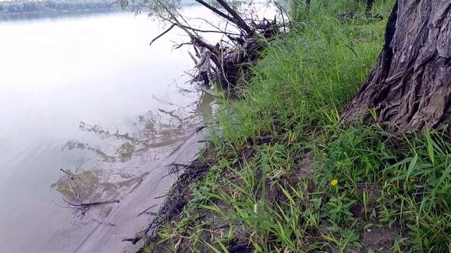 КОРРИДА С САЗАНОМ НА ОБИ!!! ОБЕЗУМЕВШИЙ ЗВЕРЬ ТАСКАЕТ НАС ПО БЕРЕГУ)) смотреть онлайн