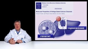 Габапентин, баклофен, Анвифен и печень