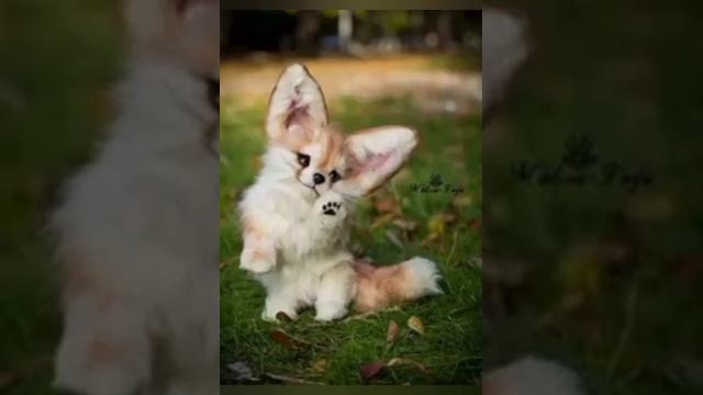 Самые красивые РЕАЛЬНЫЕ животные! смотреть онлайн
