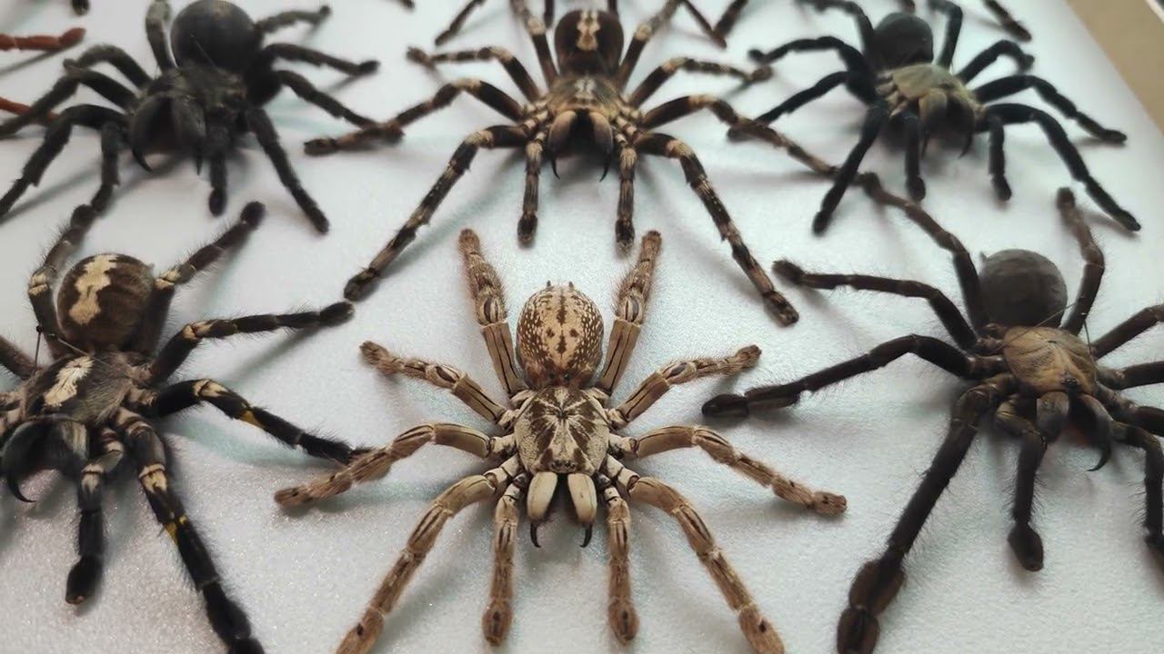 Tarantula. Tarantula Pet. Tarantulas. Tarantula Collection.