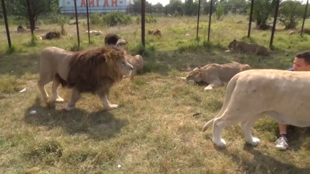 Парк львов "Тайган" 2016. Сафари смотреть онлайн