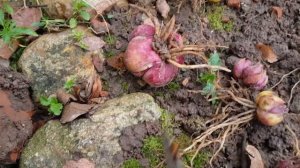 Хотите пышного цветения лилий? НАЧНИТЕ С ПРАВИЛЬНОЙ ПОСАДКИ! Все СЕКРЕТЫ и ХИТРОСТИ посадки ЛИЛИЙ