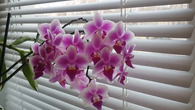 ✅ Орхидея мультифлора. Multiflora orchid смотреть онлайн