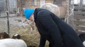 Как определить, что коза котная??