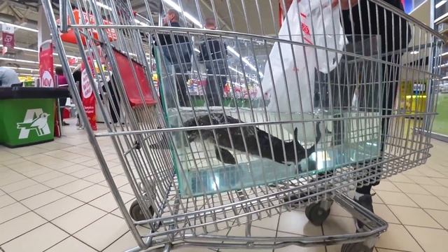 ЕНОТ ХАЙП впервые увидил ЖИВОГО ОСЁТРА ? смотреть онлайн