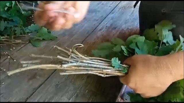 ЗАГОТОВКА СУХОГО, ЗЕЛЕНОГО ВЕНИКА ДЛЯ БАНИ ЗА 4 ДНЯ, ЭТО РЕАЛЬНО ? ДА РЕАЛЬНО...!!! смотреть онлайн