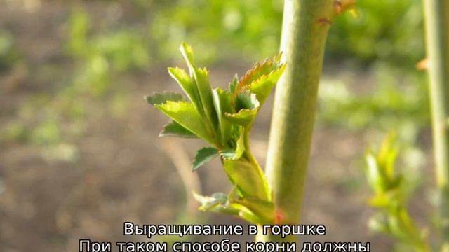 Роза дала росток в вазе: как сажать смотреть онлайн