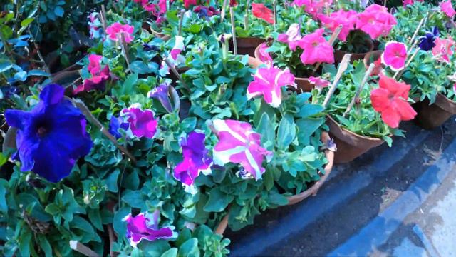 Shyambazar Galiff Street Flowers Market Price Update | Petunia Moss Flowers | Best Flowers Forever смотреть онлайн