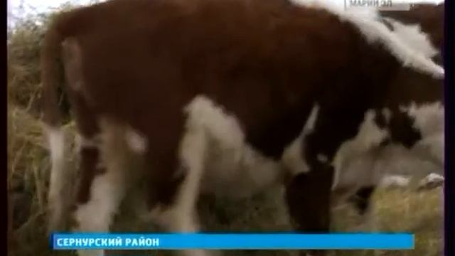 25 11 животноводство сернур смотреть онлайн