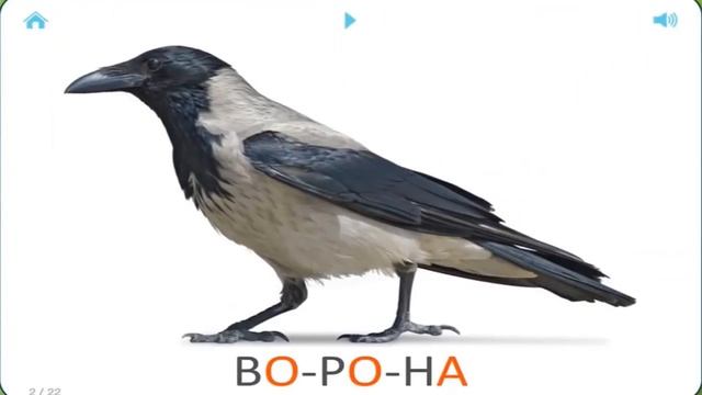 Карточки Домана для детей. №4 - Насекомые и пауки, птицы, продукты питания - развивающие мультики смотреть онлайн