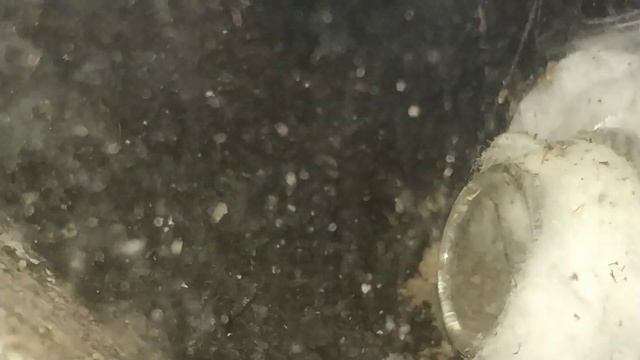 Золотая пуля )) Муравей-пуля / Paraponera clavata ants смотреть онлайн