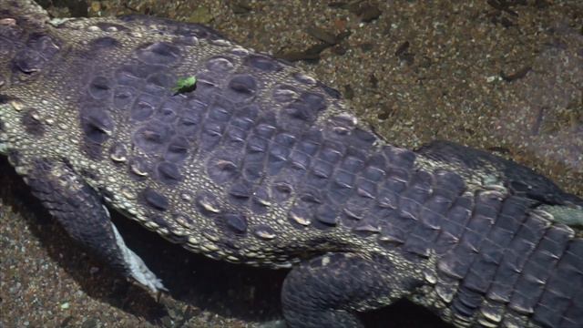 The Crocodiles | What Are Crocodiles? | All About Crocodiles For Kids|Amazing Facts About Crocodile