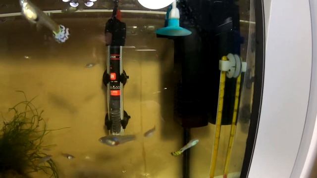 Тест обзор: Xilong XL-F680 Фильтр внутренний для аквариума (Силонг или Ксилонг)