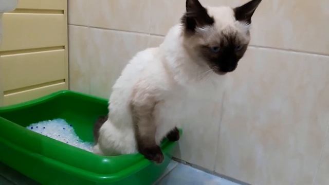 Кот Сэм. Мужское воспитание смотреть онлайн