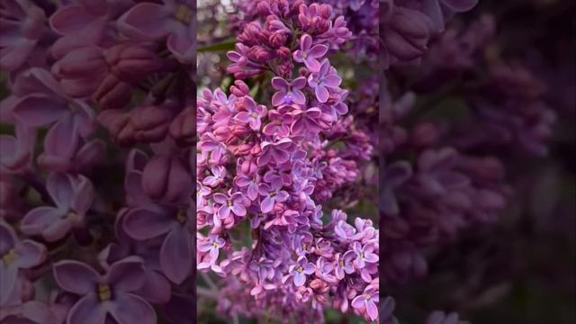 Доброе утречко мои дорогие и красивые женщины - цветы есть разные , а Сирень это красота и аромат ❤ смотреть онлайн