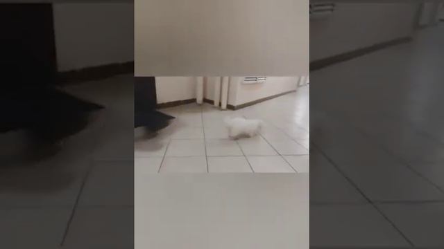 бишончики " из Пастушьей Сумки" смотреть онлайн