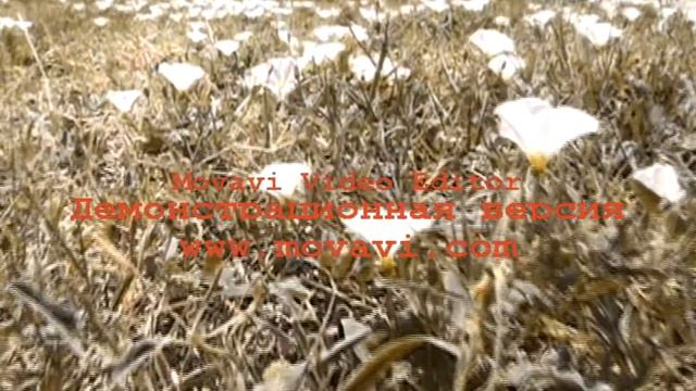 kamran a sevqilim yeni rolik смотреть онлайн