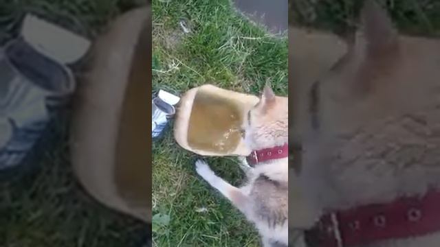 Лайка на рыбалке смотреть онлайн