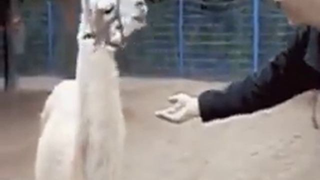 Очень гордая лама, с рук не берет, руки надо мыть смотреть онлайн