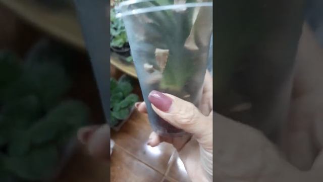 Результат укоренения ананаса смотреть онлайн