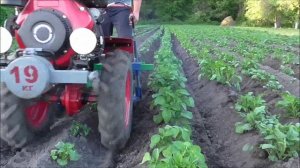 03 - ВТОРОЕ окучивание картофеля мотоблоком с дисковыми окучниками
