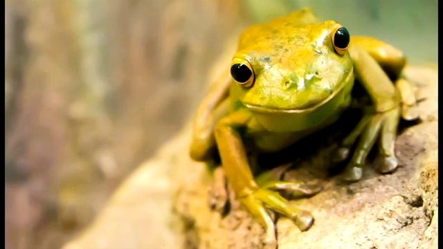 медитация лягушка 1 минута смотреть онлайн