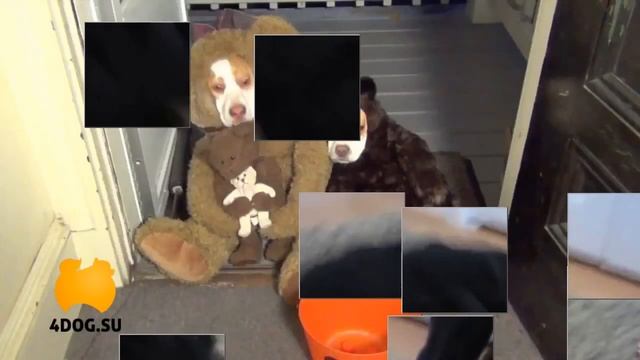 Самые прикольные собачки в одежде смотреть онлайн