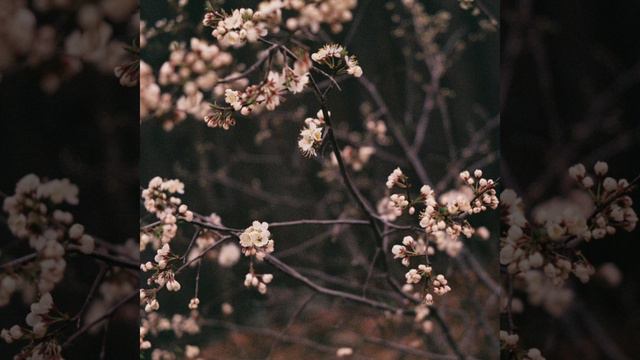 ooes & APEX - я целую девочек cover смотреть онлайн