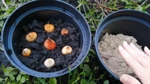 Посадка тюльпанов в кашпо осенью, как сохранить луковицы до весны. #хештег#моишестьсоток#тюльпаны