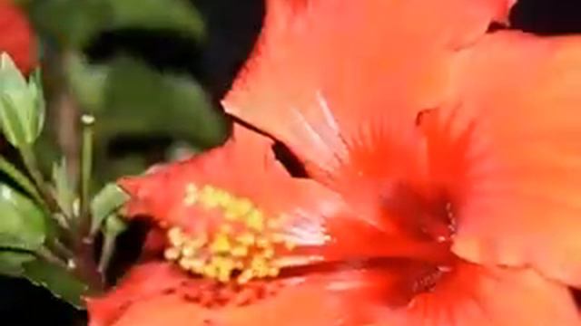 TImelapse Blooming Hibiscus смотреть онлайн