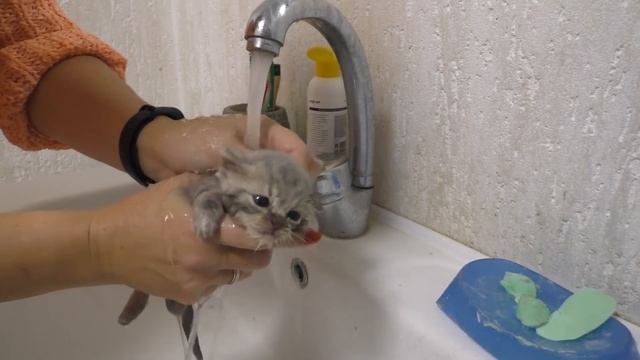 First bath and Feeding a weak street kitten - Whole story смотреть онлайн
